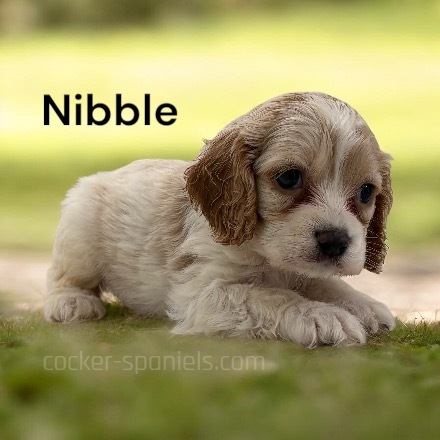 puppy, for, sale, Cocker Spaniel, Joe & Cherri  Overlease, dog, breeder, Miller, MO, dog-breeder, puppy-for-sale, forsale, nearby, find, puppyfind, locator, puppylocator, aca